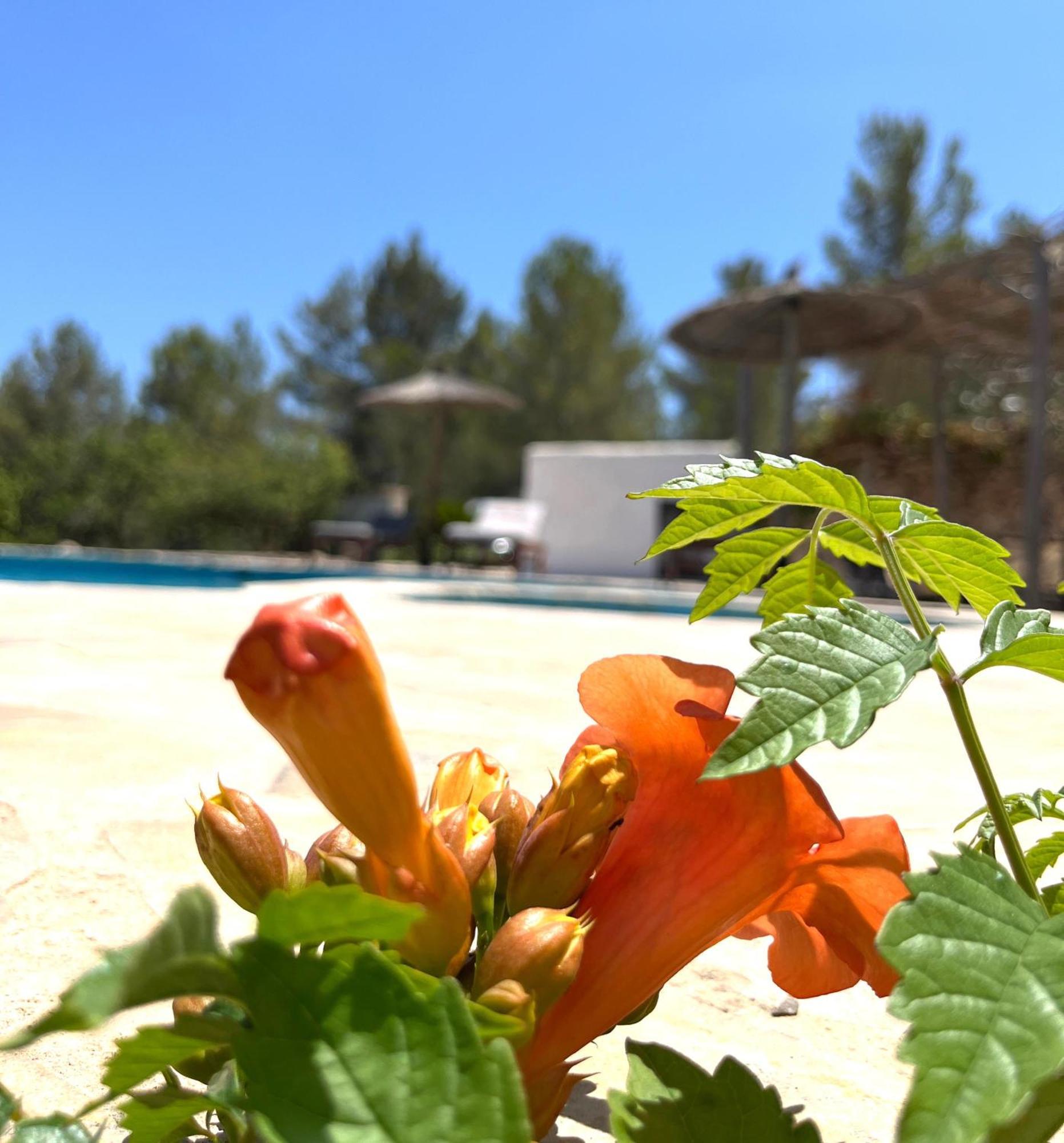 Villa Can Mestreso Suite Ibiza سانت جون دي لابريتجا المظهر الخارجي الصورة