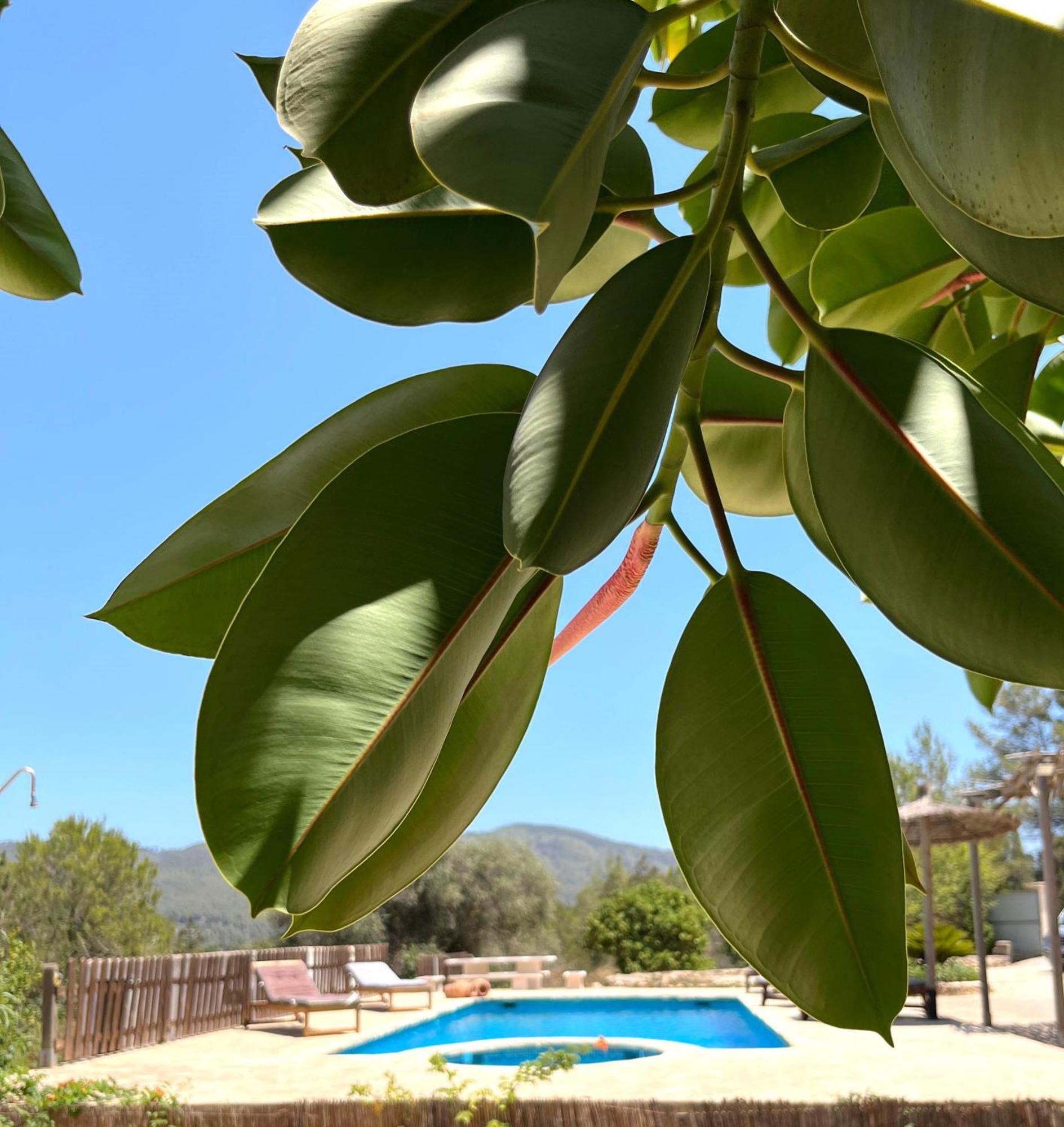 Villa Can Mestreso Suite Ibiza سانت جون دي لابريتجا المظهر الخارجي الصورة